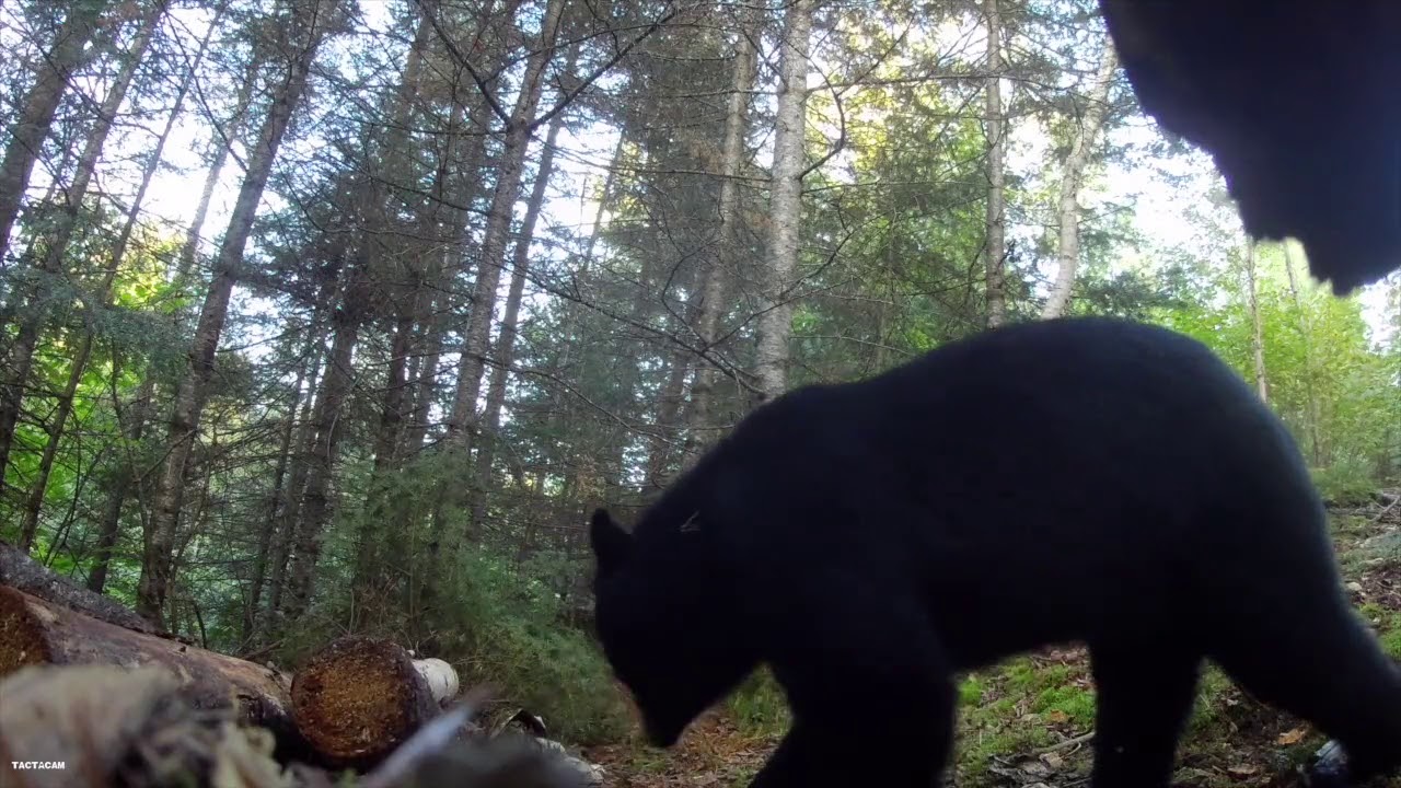 Minnesota Bear Hunt Captured on Tactacam 5.0 POV Camera!! YouTube