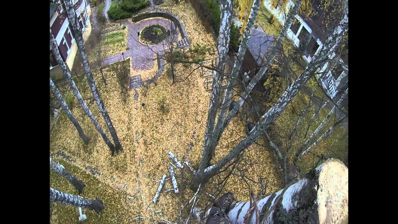 Удаление деревьев частями в к.п. \"Зелёный мыс\" в М.О. - YouTube