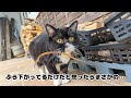 草が取れなくなって焦る猫