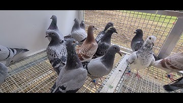 youngbirds Darkening system