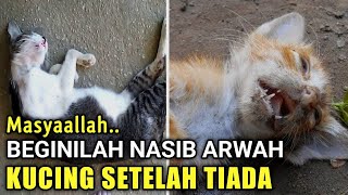 MASYAALLAH Ternyata Begini Nasib Arwah Kucing Setelah Tiada