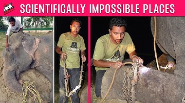 Raju The Elephant Cries After Being Rescued | 50 Years A Slave | TOP 10 VIRAL