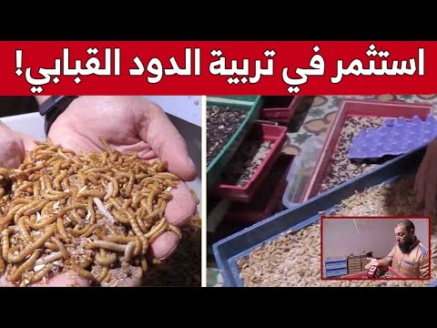 بدر الدين من المدية شاب تمكن من تحويل هوايته في تربية الدود القبابي إلى مشروع إستثماري مربح