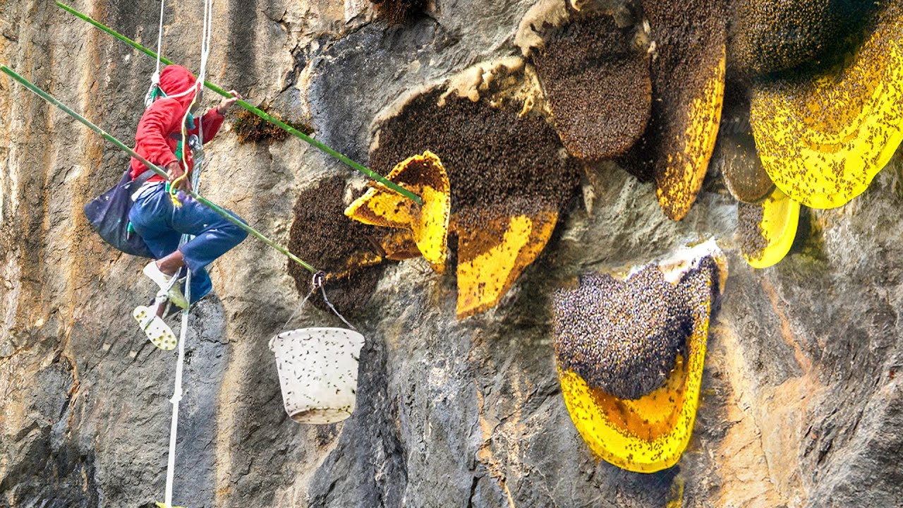 Scary Technique They Use to Collect Wild Honey in Mountain