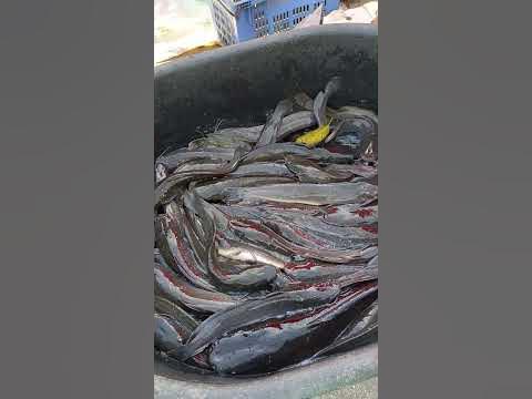 Живая рыба на рынке. Пхукет Таиланд - YouTube