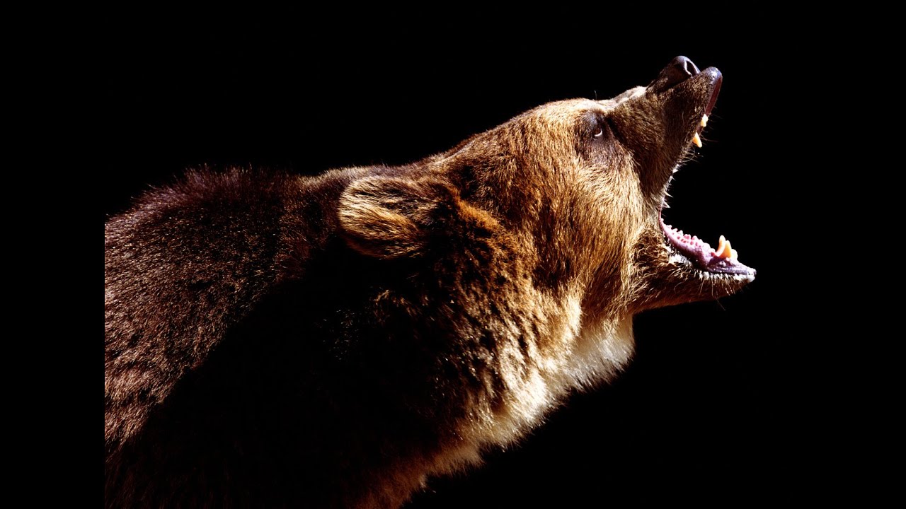 Most dangerous animals in Montana YouTube