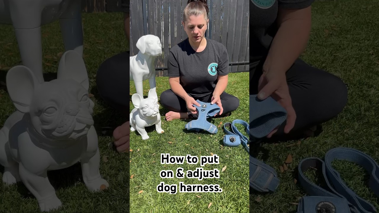 How to put on and adjust a dog harness. 