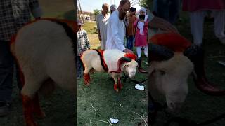 Why do sheikhs wait so impatiently for Eid ul Adha? #EidUlAdha