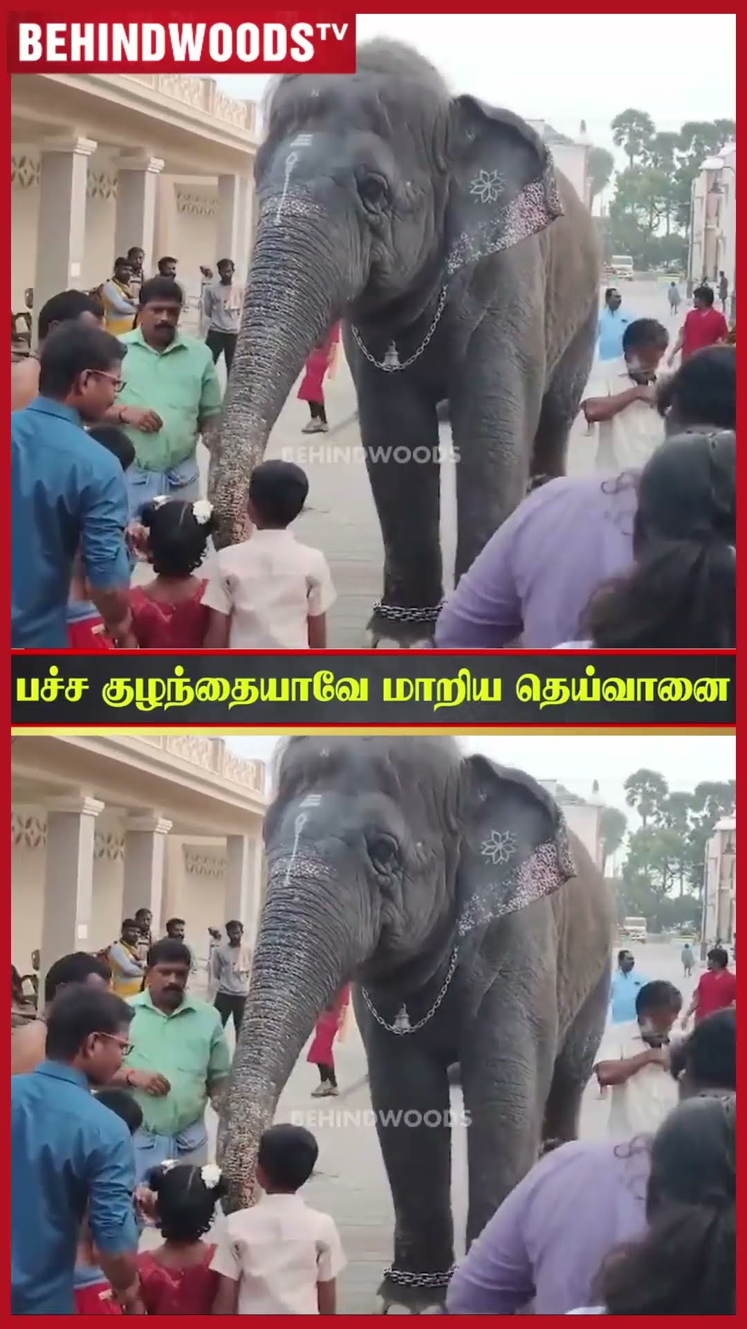 'தெய்வானை இப்போ Normal ஆகிட்டா..' ? குழந்தையாக மாறிய யானை ??