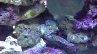Abalone are a must for every reef aquariums, ops they come