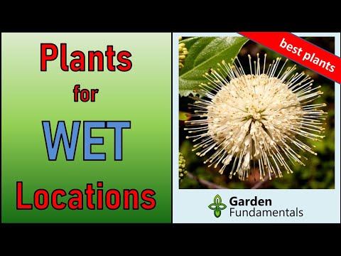 Video: Apa Itu Globeflowers - Informasi Tentang Tanaman Trollius Globeflower