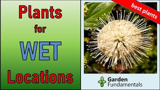 Best Plants That Love it Wet ☔☔ Ideal for Wet Places and Bog Gardens