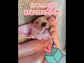 ほたてにデレデレ