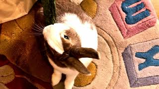 Rabbit-💯Tricks💯- 😵‍💫Spinnerrr😵‍💫 by Rabbit Nuvoletta Story 99 views 6 months ago 1 minute, 21 seconds