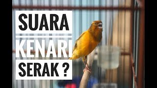 SUARA KENARI SERAK : Begini Cara Mudah Mengobatinya