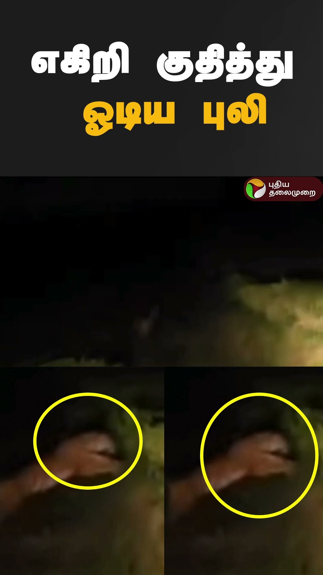 எகிறி குதித்து ஓடிய புலி | #shorts | #tiger | #ooty