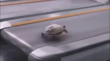Deja Vu turtle