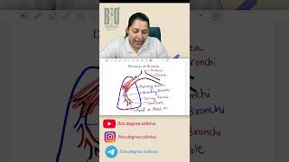 Bronchi vs Bronchioles | Life Processes | Chapter 01 | Class 10th | By Pallavi Kohli
