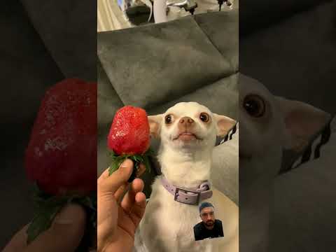 My Chihuahua Hates Strawberry