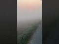 Morning View #trending #shorts #viral #viralshorts #shortvideo #morning #views #sunrise #field #fog
