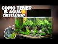 Como tener el agua cristalina en mi acuario//Animal Tropic