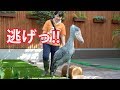 Shoebill run away お姉さんから全力で逃げるハシビロコウ