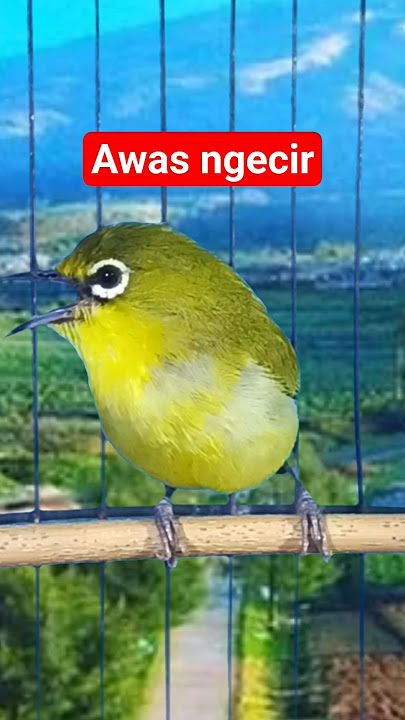 pleci ngecir-ngecir #plecigacor