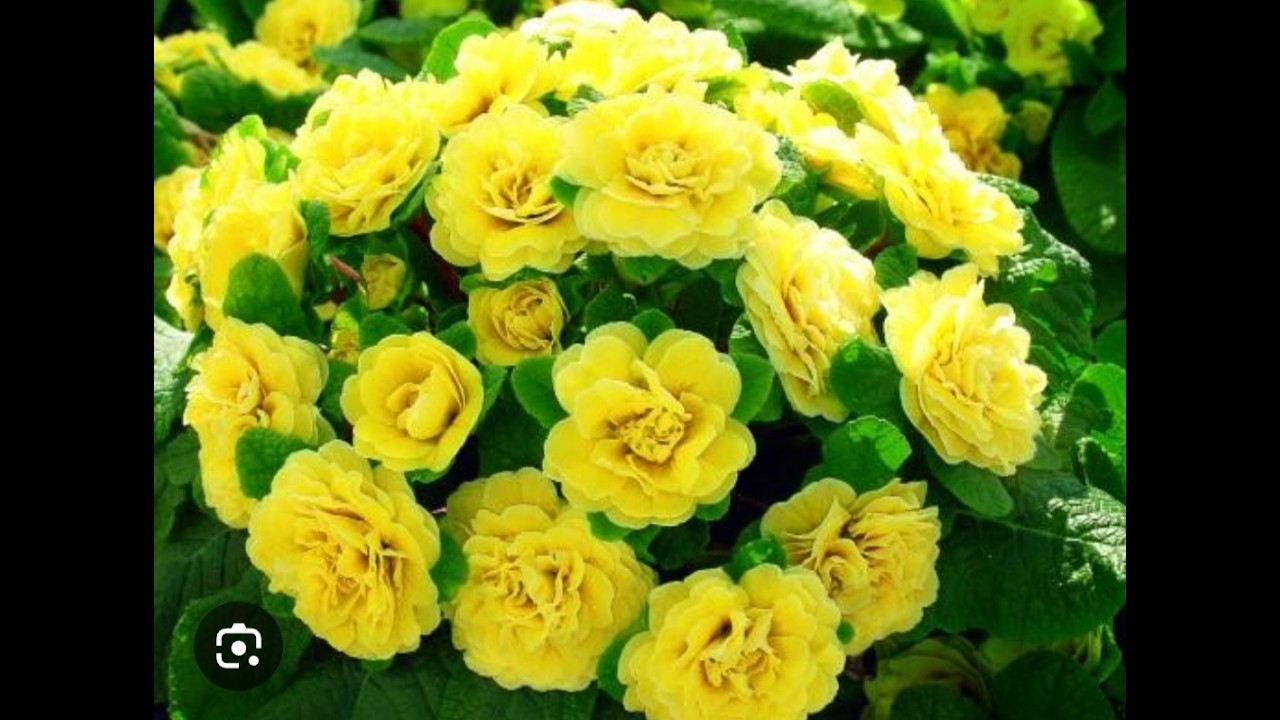 Розпаковка від Марічки Квіточки. 5 березня 2025