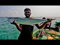 Catching king fish  cobia fish in the sea