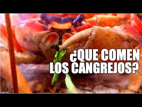 ¿que comen los cangrejos? hqdefault