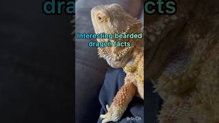 Bearded dragon facts #beardeddragon #beardie #pancake #interestingfacts