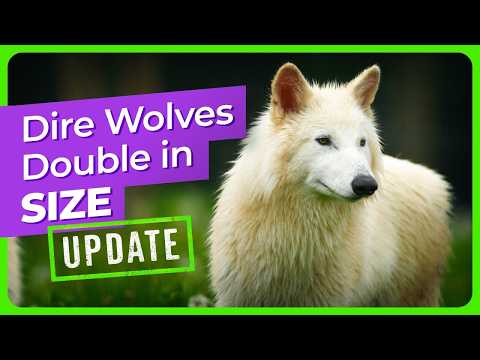 Dire Wolf Update: The Pups Have Doubled in Size