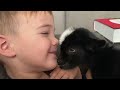 Sweet Baby Goat Kisses.