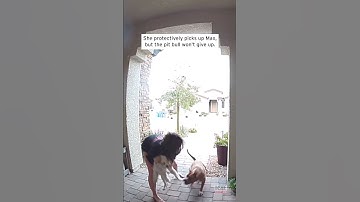 Heroic Driver Saves Woman and Her Dog From Pit Bull Attack #shorts