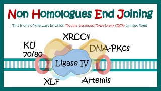 NHEJ | Non-homologous end joining | What proteins are involved in non-homologous end joining?