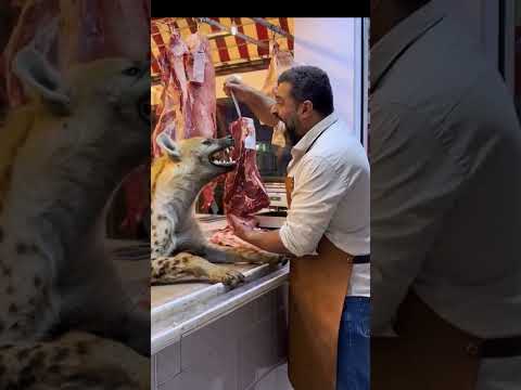 مشهد لا يصد ق الضبع يحاسب الجزار بنظرة بس