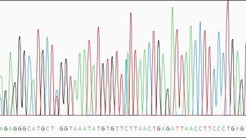 PENGGUNAAN APLIKASI SEQMAN DAN BIOEDIT | PRAKTIKUM BIOINFORMATIKA 2A OBJEK 5