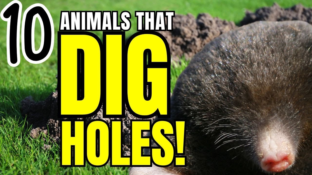 10 Animals That Dig Holes in Yards (and Why They Do It)