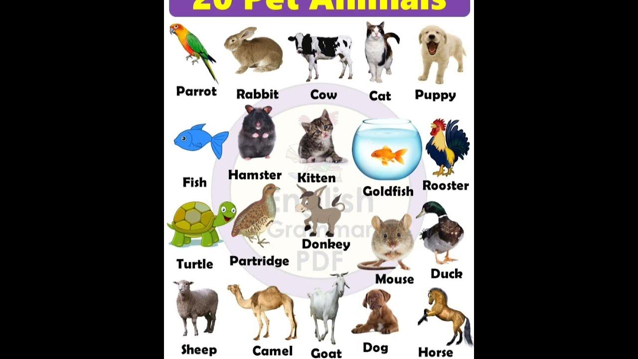 Pets vocabulary. Pets список. Animals in English for Kids. Pets in English for Kids. Animals Pets глоссарий.