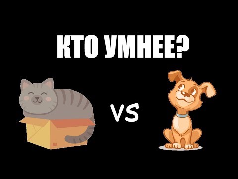 Видео: Кто умнее - кошки или собаки? Ученые разбивают числа