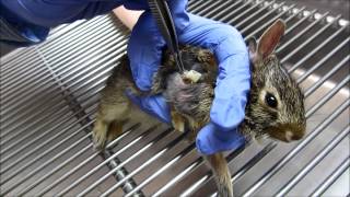 06-06-2014 Baby Cottontail's drain is removed