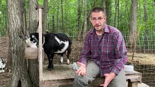 I Will Never Milk a Goat By Hand Again