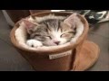 Musica para Dormir  y Relajar los Gatos  - Music To sleep and To relax the Cats
