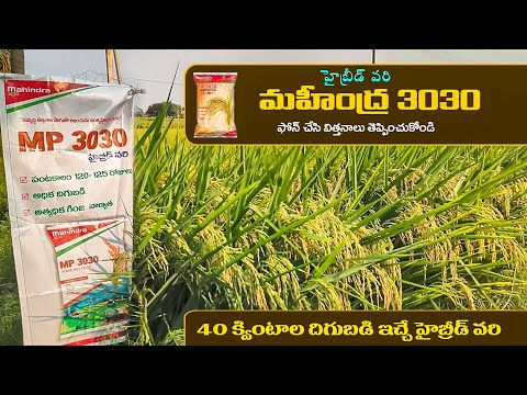 Mahindra 3030 Paddy Seeds Telugu | Mahindra Agri Mp 3030 Hybrid Paddy Variety |