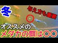 冬○○なメダカの餌は超危険！餌の与え方、オススメの餌は○○！　メダカ睡蓮ビオトープ