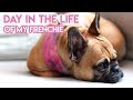 DAY IN THE LIFE OF MY FRENCH BULLDOG