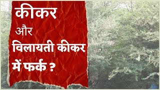 babool | keekar | vilayati keekar | juliflora | कीकर | बबूल | जंगली कीकर | विलायती कीकर | sangopang