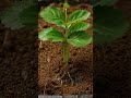 Strawberry Plant Time-Lapse | From Seedling to Fruit