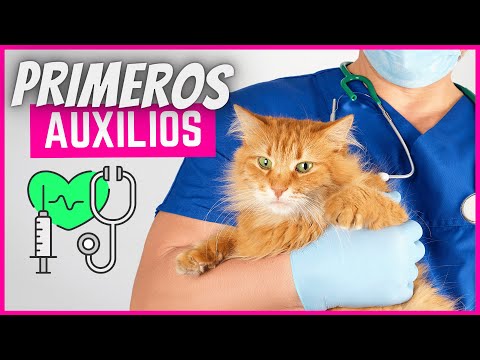 Video: 5 Ventajas de un gato al aire libre