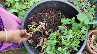 MAKING VERMICOMPOST EASILY USING GARDEN WASTE(పెరటి వ్యర్ధాలతో‌ వర్మీ కంపోస్ట్ తయారీ విధానం)